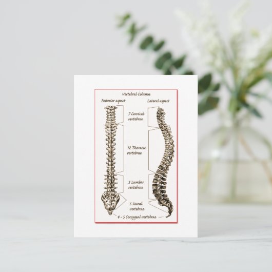 Wirbelsäule Sepia2 Postkarte (Stehend Vorderseite)