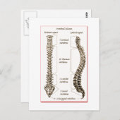 Wirbelsäule Sepia2 Postkarte (Vorne/Hinten)