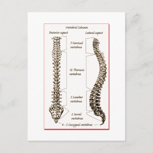 Wirbelsäule Sepia2 Postkarte (Vorderseite)