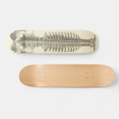 Wirbelsäule Skateboard (Horizontal)