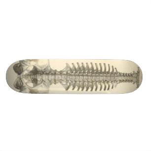 Wirbelsäule Skateboard