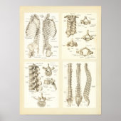 Wirbelsäule und Wirbelsäule-Anatomie-Poster Poster (Vorne)
