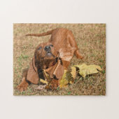 Wirbelsäule-Welpe spielen mit Blätter Puzzle (Horizontal)