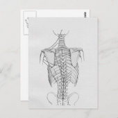 Wirbelsäulenknochen Chiropraktisch Postkarte (Vorne/Hinten)