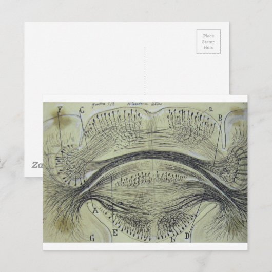 Wirbelsäulenneuronen - 5 postkarte (Vorne/Hinten)
