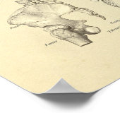 Wirbelsäulenwirbelknochen drucken poster (Ecke)