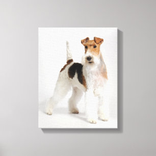 Wire Fox Terrier Dog Foto Leinwanddruck