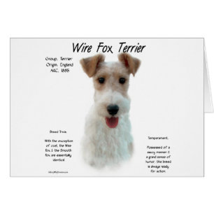 Wire Fox Terrier Geschichte; über Draht-Fuchs-Terr