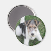 Wire Fox Terrier Puppy Magnet (Vorderseite/Rückseite)