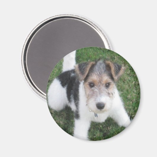 Wire Fox Terrier Puppy Magnet (Vorderseite/Rückseite)
