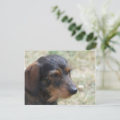 Wire Haired Daschund Dog Postkarte (Stehend Vorderseite)