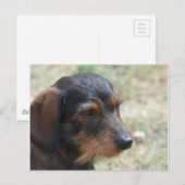 Wire Haired Daschund Dog Postkarte (Vorne/Hinten)