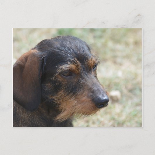 Wire Haired Daschund Dog Postkarte (Vorderseite)
