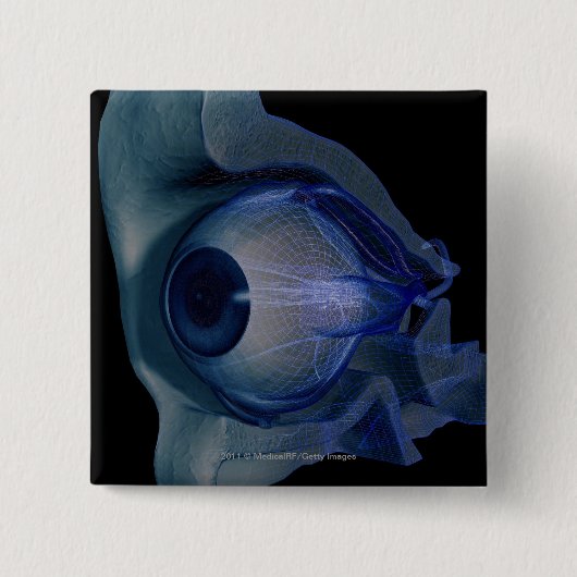 wireframe 3d der Augenmuskeln in einem Sockel Button (Vorderseite)