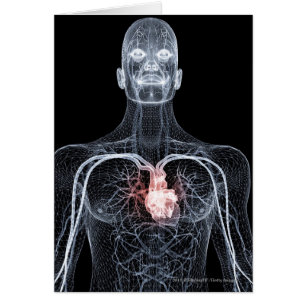 Wireframe der Blutgefäße im oberen Körper