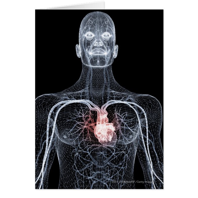 Wireframe der Blutgefäße im oberen Körper (Vorne)