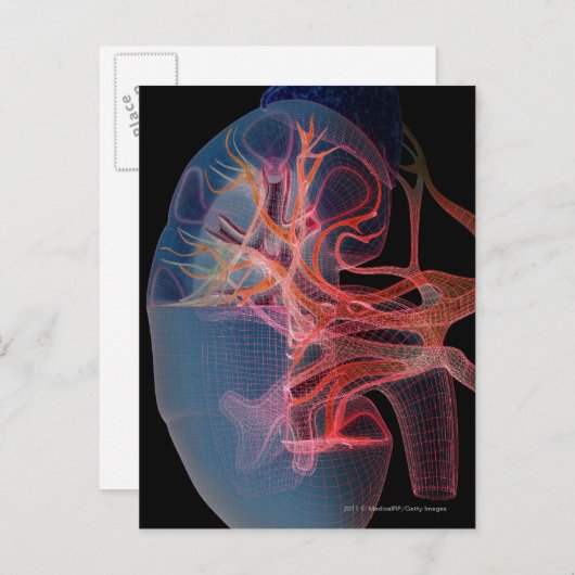 Wireframe der Innenseite einer Niere Postkarte (Vorne/Hinten)