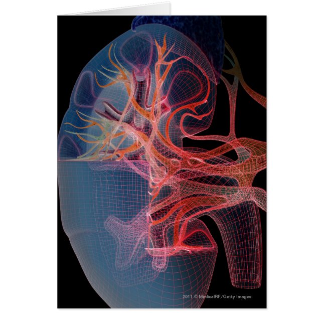 Wireframe des Inneres einer Niere (Vorne)