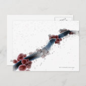 Wireframe mikroskopische Ansicht von Candida albic Postkarte (Vorne/Hinten)