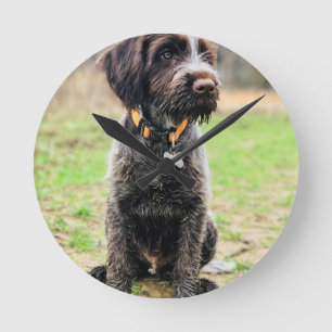 Wirehaired pointing Griffon puppy Runde Wanduhr