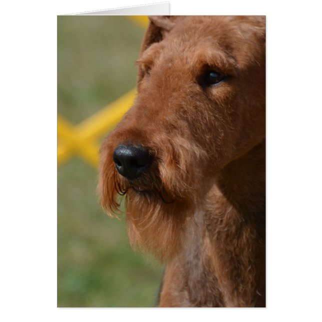 Wirklich Niedliche Airedale Terrier (Vorne)