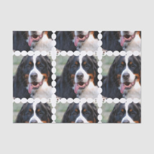 Wirklich niedlicher Bernese Gebirgshund Seidenpapier