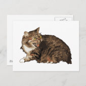 Wirklich wütende Katze Postkarte (Vorne/Hinten)