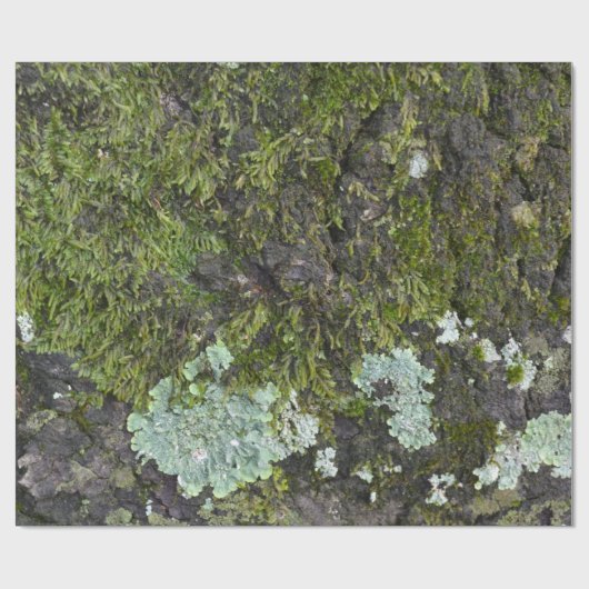 Wirkliches Geschenkpapier (Flach)