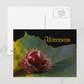 Wisconsin, Autumn Leaf mit Nut Postcard Postkarte (Vorne/Hinten)