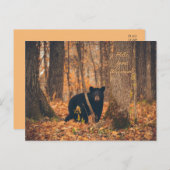 Wisconsin Black Bar Foto Postkarte (Vorne/Hinten)