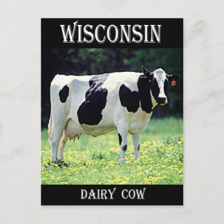 Wisconsin Dairy Cow Postkarte
