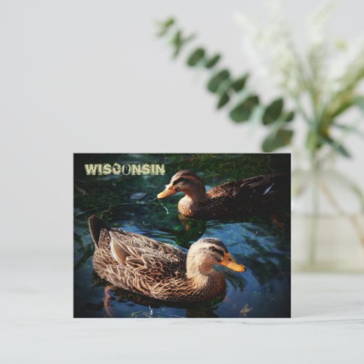 Wisconsin Ducks Postkarte (Stehend Vorderseite)