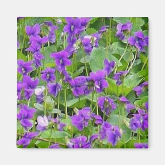 Wisconsin Holzviolette - Maßgeschneiderte Magnet (Vorne)