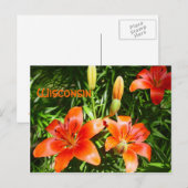 Wisconsin-Lilien Postkarte (Vorne/Hinten)
