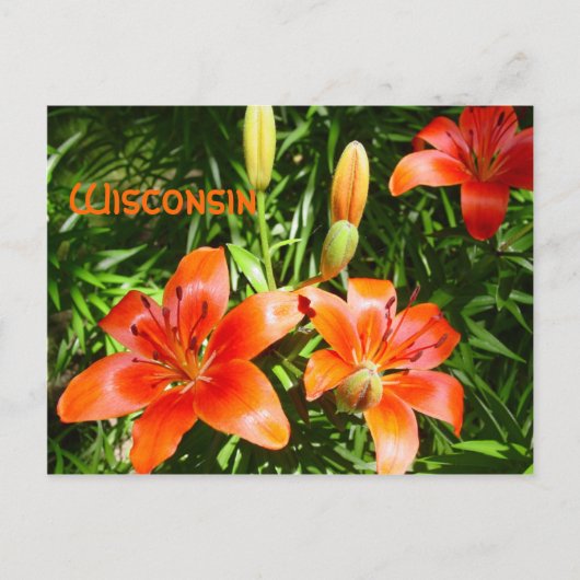 Wisconsin-Lilien Postkarte (Vorderseite)