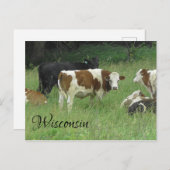 Wisconsin Postcard mit Foto von Kuh in Weide Postkarte (Vorne/Hinten)