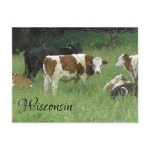 Wisconsin Postcard mit Foto von Kuh in Weide