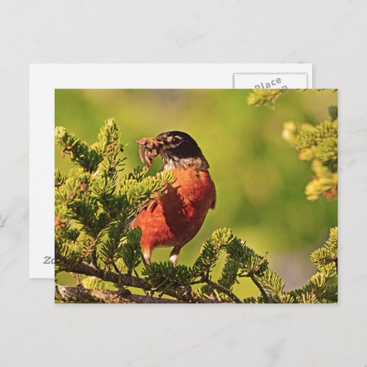 Wisconsin Robin Postkarte (Vorne/Hinten)