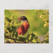 Wisconsin Robin Postkarte (Vorderseite)