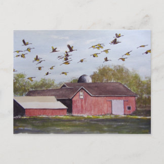 Wisconsin Sand Cranes - Postkarte