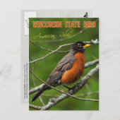 Wisconsin Staat Bird - American Robin Postkarte (Vorne/Hinten)