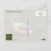 Wisconsin Staat Bird - American Robin Postkarte (Rückseite)