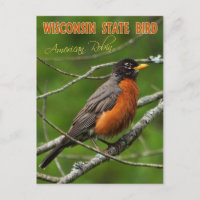 Wisconsin Staat Bird - American Robin