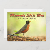 Wisconsin Staat Bird Robin Postkarte (Vorne/Hinten)