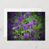 Wisconsin Staat Blume: Holzviolett Postkarte (Vorne/Hinten)
