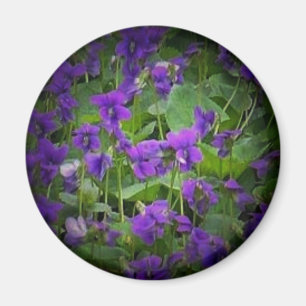 Wisconsin Staat Blume: Holzviolett-Spotlight Magnet