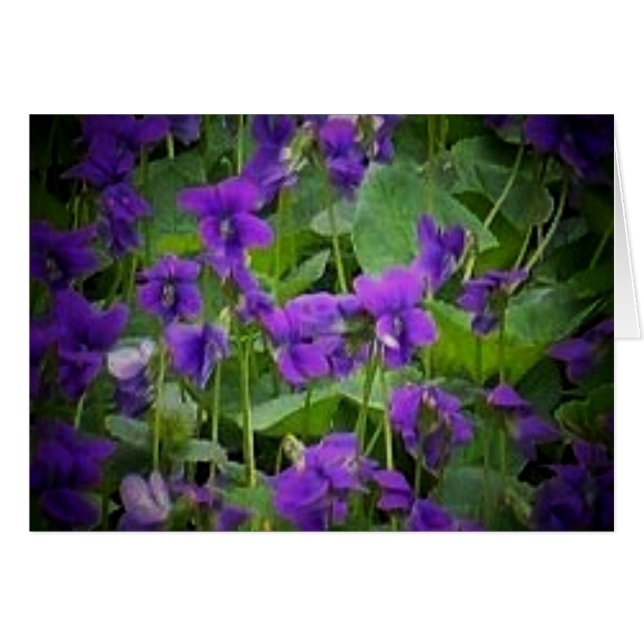 Wisconsin Staat Blume: Holzviolettekarte (Vorderseite (Horizontal))