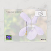 Wisconsin Staat Blume: Violett Postkarte (Rückseite)