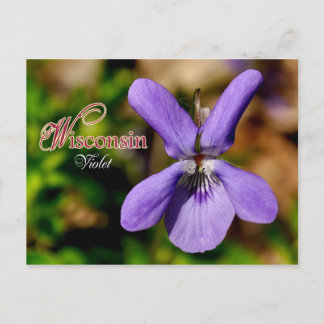 Wisconsin Staat Blume: Violett Postkarte