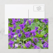 Wisconsin Wood Violets Postcard Postkarte (Vorne/Hinten)